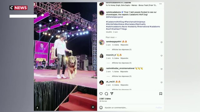 Le chien le plus cher du monde vendu aux enchères