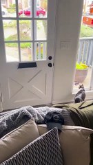 Ce chat adore ramaser le courier