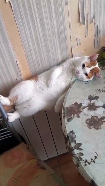 Ce chat se tient sur un radiateur