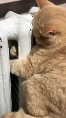 Ce chat adore tellement son radiateur