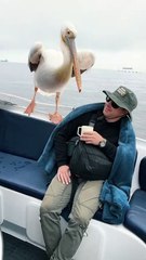 Un pélican s'invite tout seul sur un bateau
