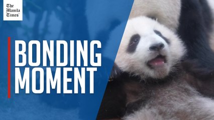 Hong Kong's panda twins to reunite with mum for public debut