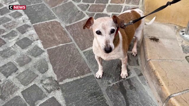 Des empoisonnements de chiens et de chats sèment la crainte dans les rues d'Allauch