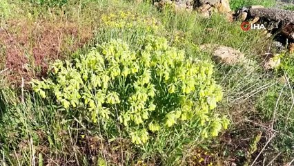 Tunceli dağlarında heyecanlandıran keşif