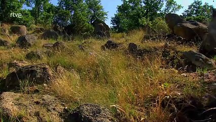 Documental "A Cabezazos": La Extraña Historia de las Ovejas