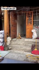 The World of Playful Pups - Episode 10