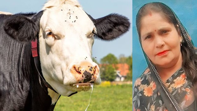 Woman Passed Away After Drinking Cow Milk, गाय को Rabies Causes, Symptoms & Treatment...
