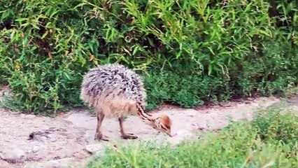 Baby Animals 4K - Amazing World Of Young Animals _ Scenic Relaxation Film
