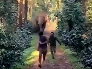 Angsteinflößender Elefant jagt Waldarbeiter in Indien 🐘