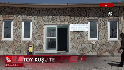 Van'da nesli tükenme tehlikesi altındaki toy kuşu bitkin halde bulundu