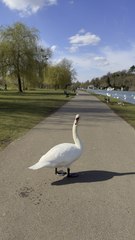 🇬🇧 Meet the Most Famous Duck in Britain! 🦆✨ #SpringTime #CuteAnimals #BritishWildlife #shorts