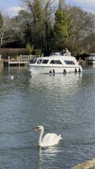 Graceful Swan Caroos on River Thames 🦢💙 | #LondonBeauty #SwanMagic #RiverThames #shorts #swan