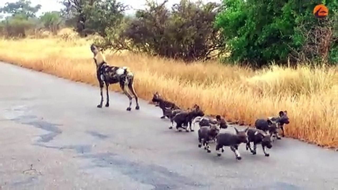 Lions Come Across Wild Dog Puppies Busy Moving Dens