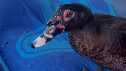 Woman shares adorable footage of her pet duck becoming a big fan of her singing