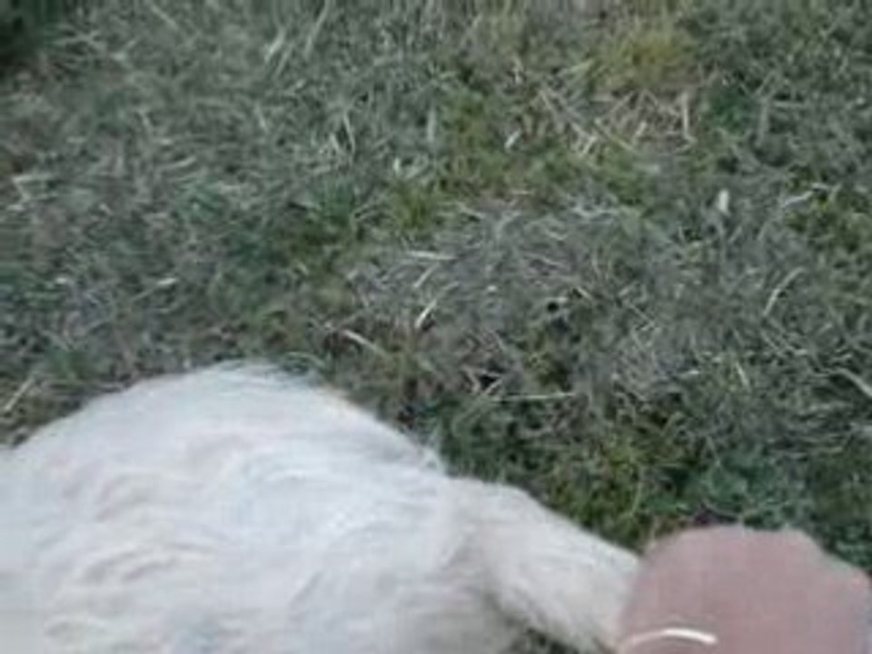 Daisy tourne