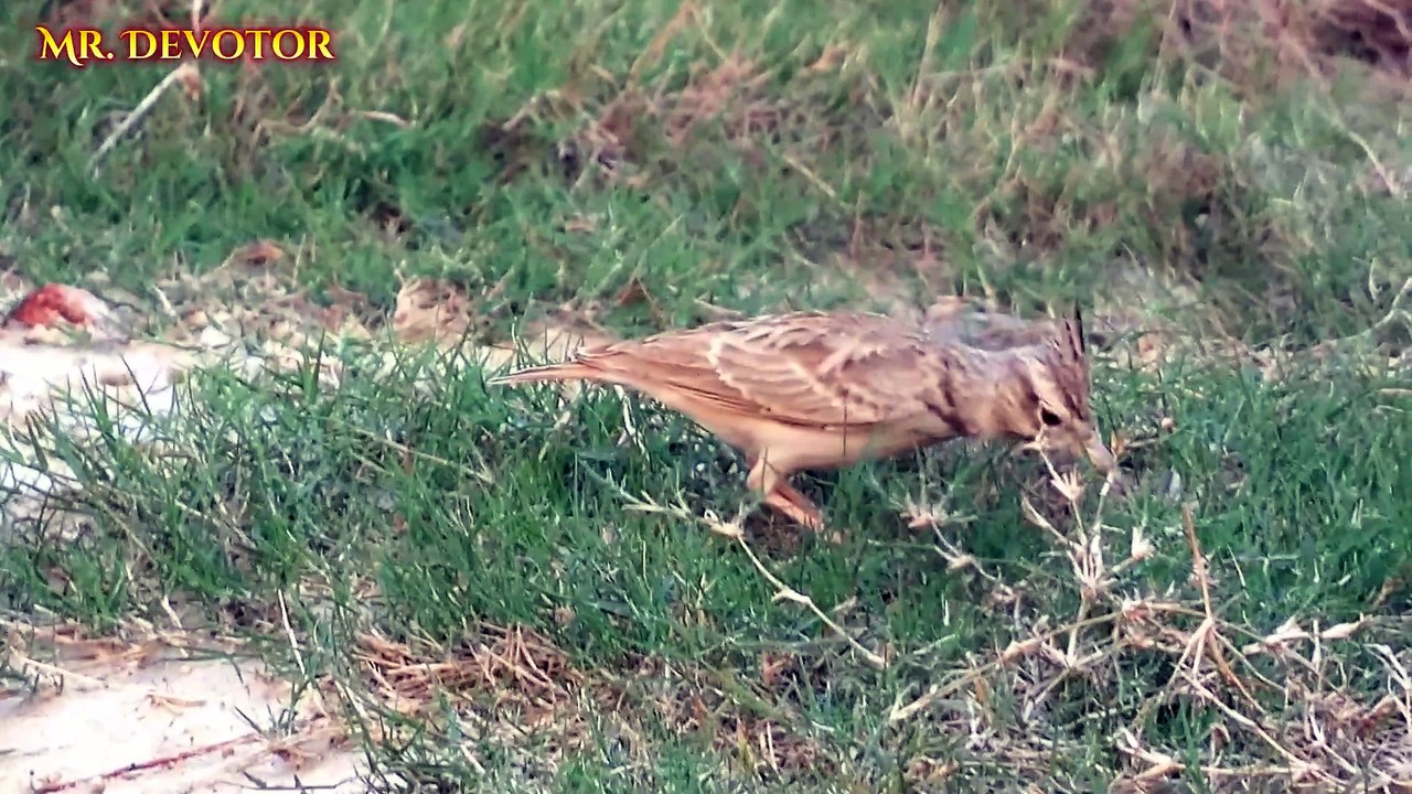 Crested Lark