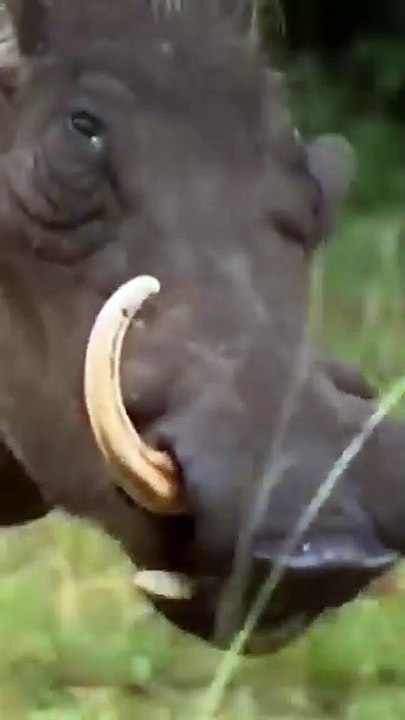 A SPA for this ANIMALS! #facts #animals #crazy #fun #discovery