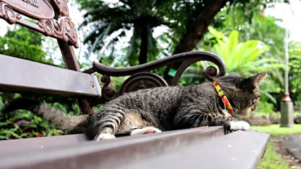 🐱 The Adorable World of Cats! 🐾 | Must-See Cute & Playful Moments! 😻