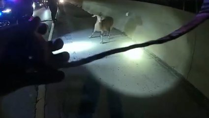 Police officers chase runaway goat down Ohio highway