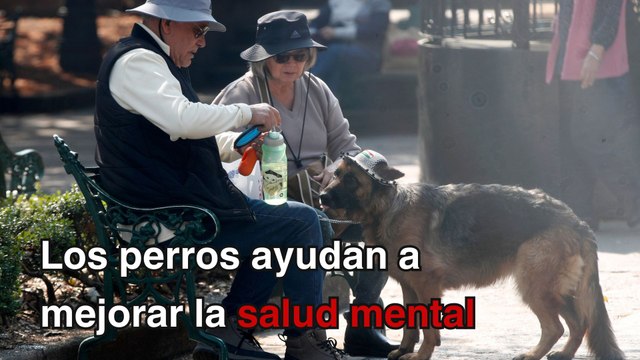 ¿Cómo ayudan los perros a personas con problemas de salud mental?
