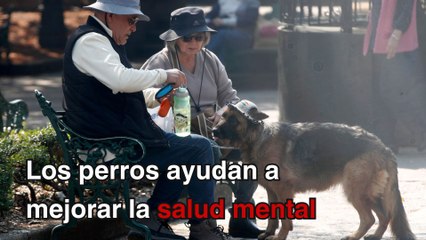 ¿Cómo ayudan los perros a personas con problemas de salud mental?