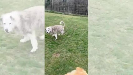 Verona, la meticcia salvata dalla Lav è rinata dopo l'adozione: il video