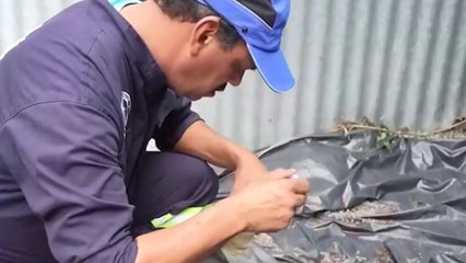 tn7-san-josé-registra-casi-el-50%-de-los-casos-de-dengue-en-el-país-220325