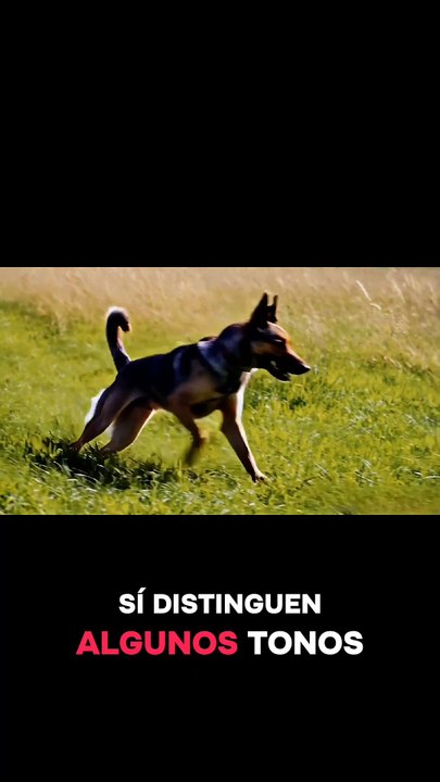 Doglife