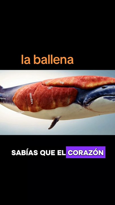 #Ballenas #CuriosidadesMarinas