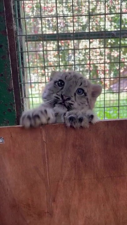Saleemoffical presentation - A snow leopard cub peers curiously from behind a fence.
