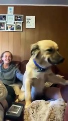 Un perro adoptado lleva la felicidad tatuada en cada pelo