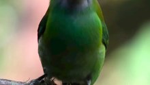 Saleemoffical presentation - Emerald Toucanet #birds.