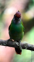 Saleemoffical presentation - Emerald Toucanet #birds.