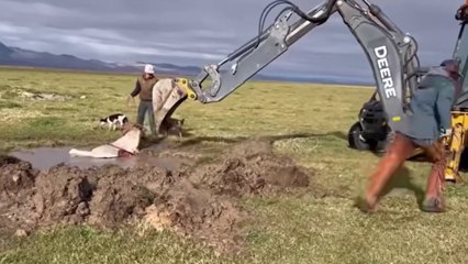 RESCUING BIG HORSE/America's #1 Animal and Horse Hoof Care Channel!