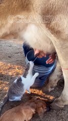 Cats Suck From The Source