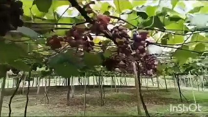 Lavoura de uva em Xambrê supera expectativas e produtor colhe mais de uma tonelada