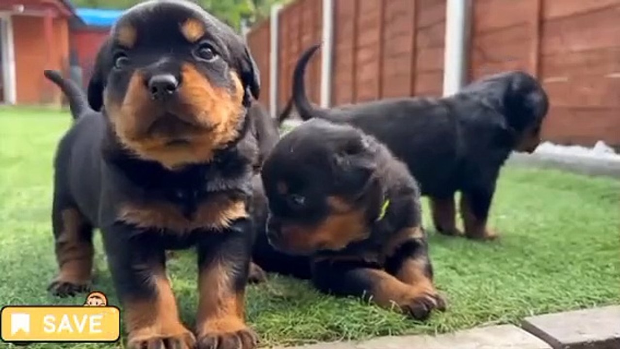 Anak Anjing Lucu dan imut sekali