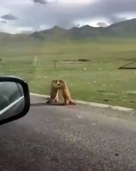 🌟 Discover the Fascinating World of Marmots! 🐾 In this breathtaking video