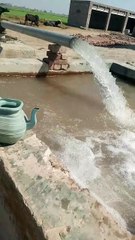 "Solar-Powered Tube Well Irrigating Maize Crop | Sustainable Farming"