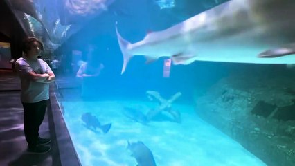 A Summer Story | movie | 1988 | Official Trailer