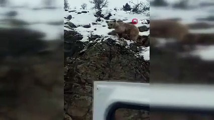 Yaralı dağ keçisini ayıya yem olmaktan kurtardı! O anlar kamerada