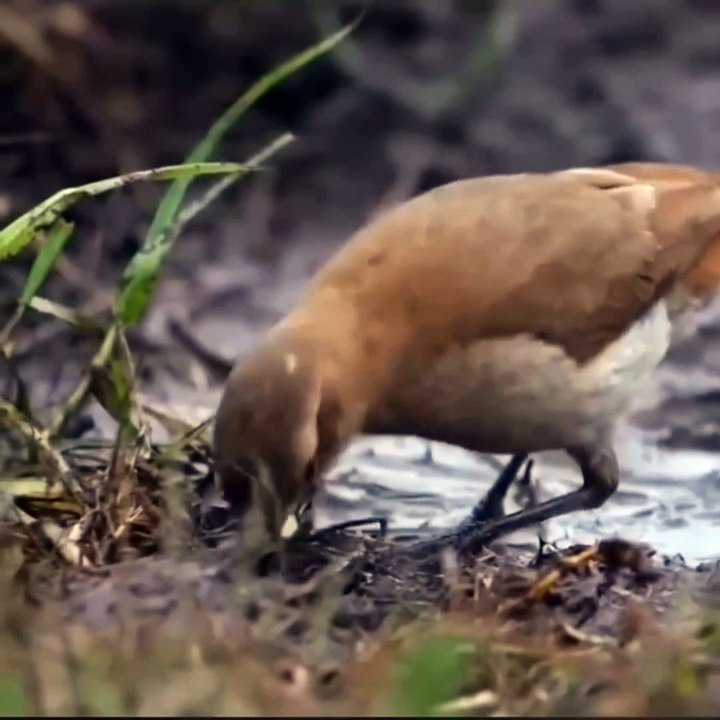 "WOW! 🐦 Birds Build a Nest with Mud – Nature’s Tiny Architects! 🏡✨"