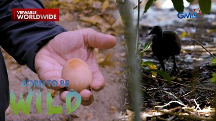Itlog ng ibong Tabon, laging nasa bingit ng panganib?!  | Born to be Wild