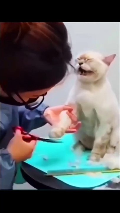 funny cats eps 55 🤣 #shorts