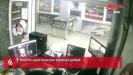 Kedinin oyun heyecanı pahalıya patladı