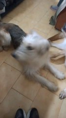 CONSULTAS DEL TAROT, POR LLAMADA, VIDEOLLAMADA O WHATSAPP. TIENDA FÍSICA EN MASSALAVÉS PRIVADAS