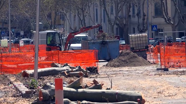 Alberi Giostra abbattuti, saranno sostituiti