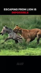 Escaping from lions is impossible   #animals #lions #shorts