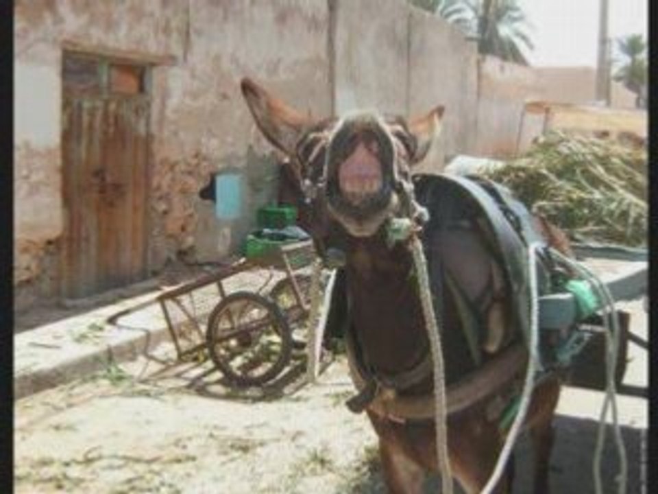 BERBERE/AMAZIGH DE TUNISIE