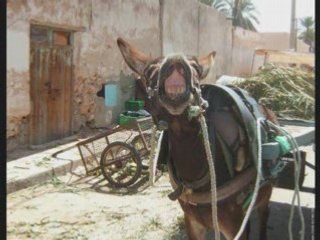 BERBERE/AMAZIGH DE TUNISIE